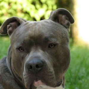 Meet your Posher, Tyson